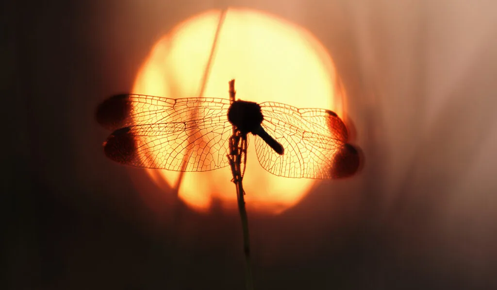 dragonfly on sunset