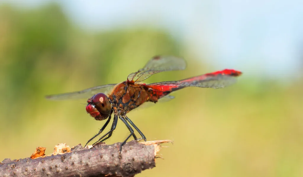 red dragon fly resting