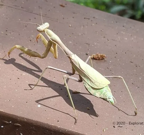 praying mantis showing its wings