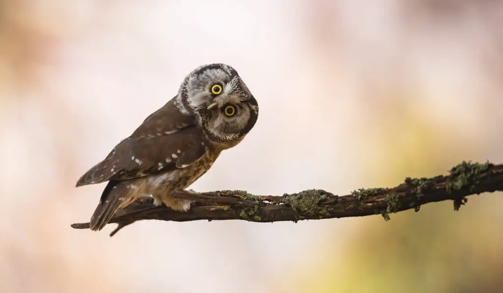 boreal owl on a branch