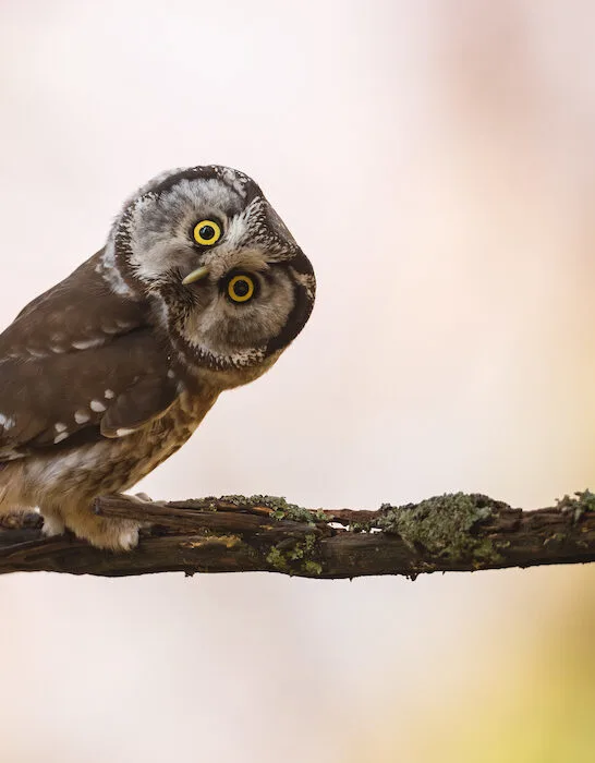boreal owl on a branch