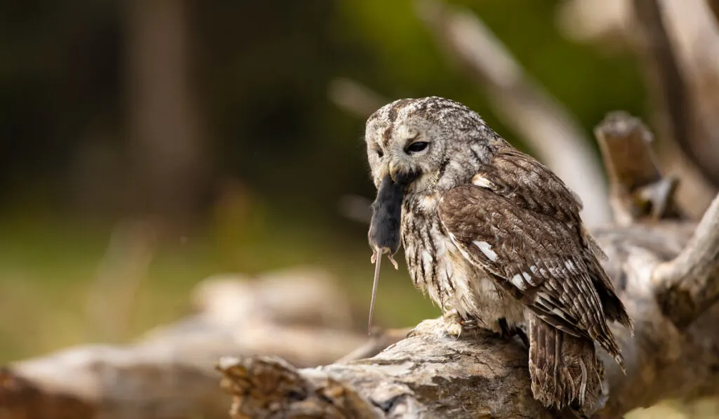 owl caught a mice