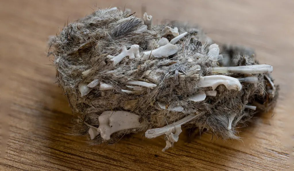 owl pellet