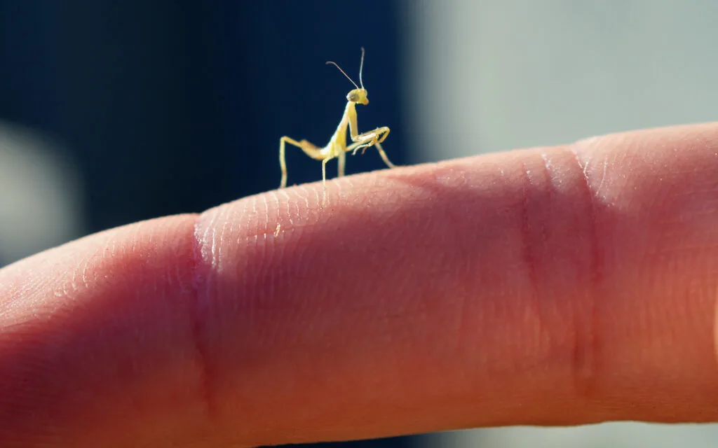 baby mantis standing on a finger