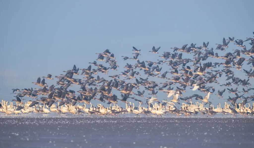 bird migration