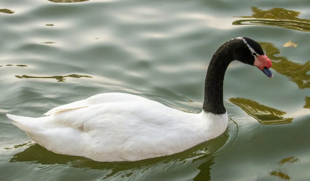 black-necked swan