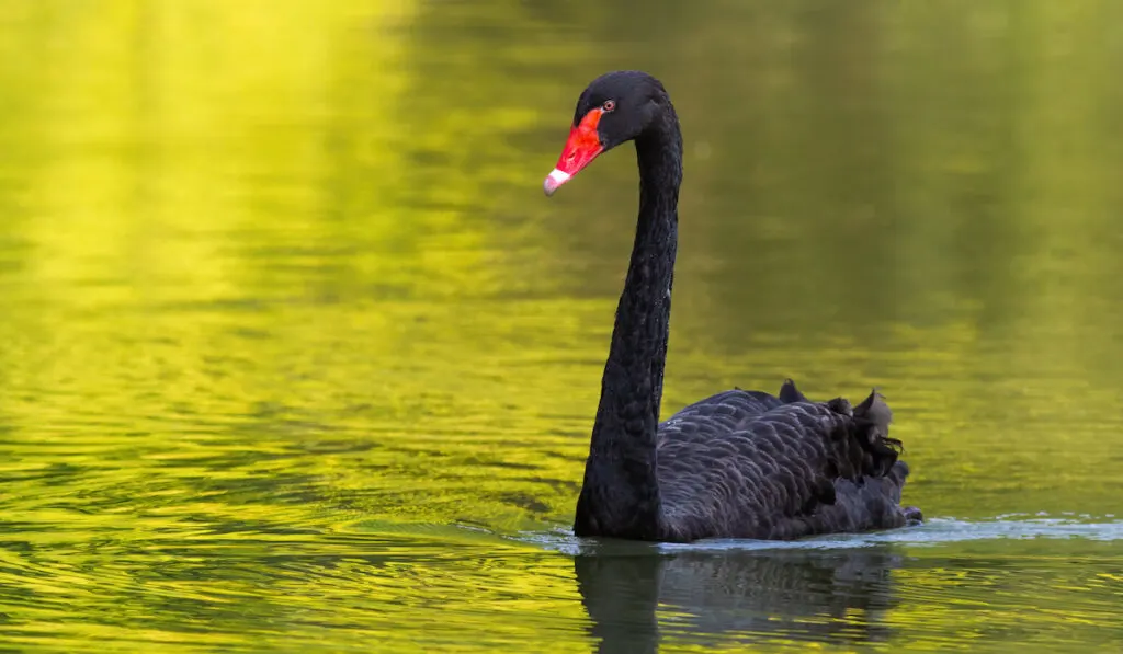 black swan