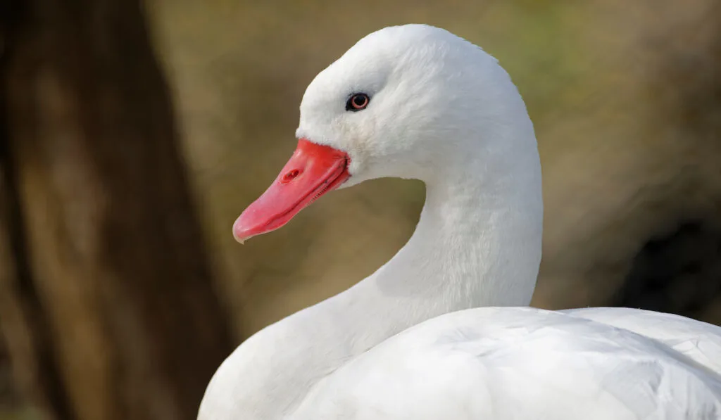 coscoroba swan