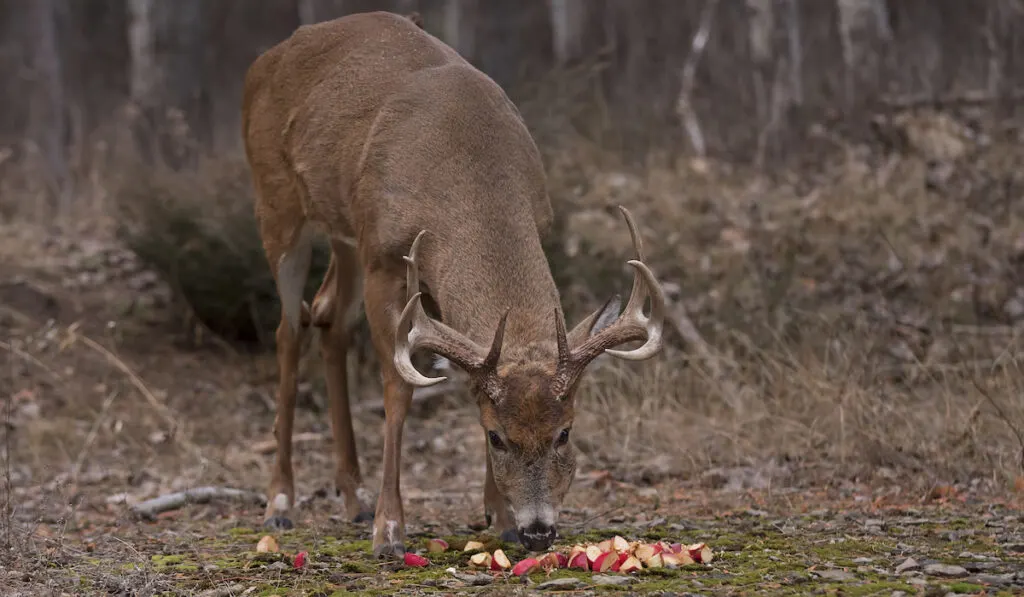 deer eating apples