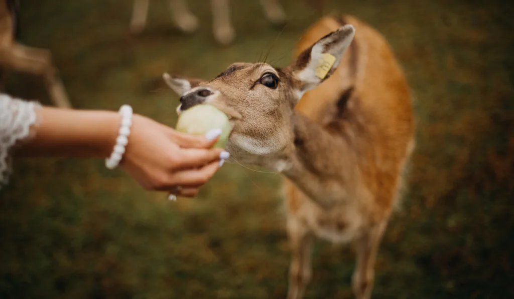 feeding an apple to a roe