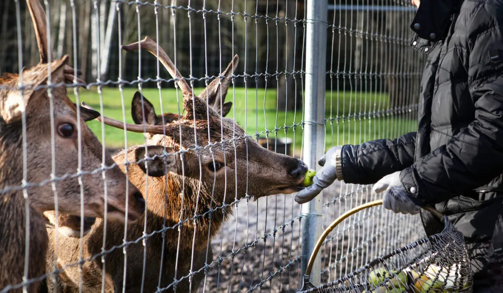 man feeding apples to deers