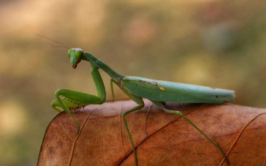 mantis sitting on a brown leaf