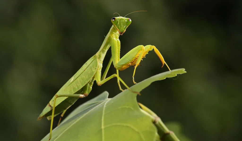 praying mantis on a leaf