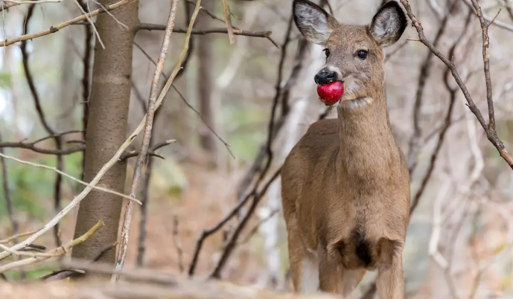 roe eating a red apple