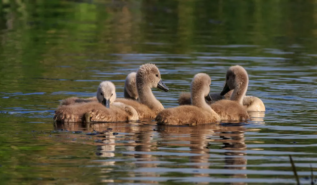 swan chicks