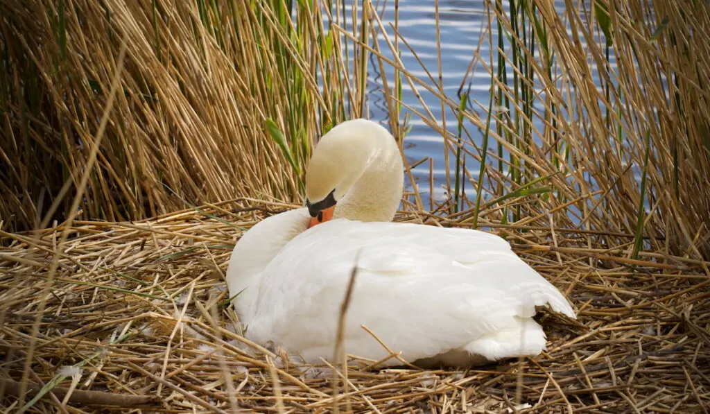 swan in the nest