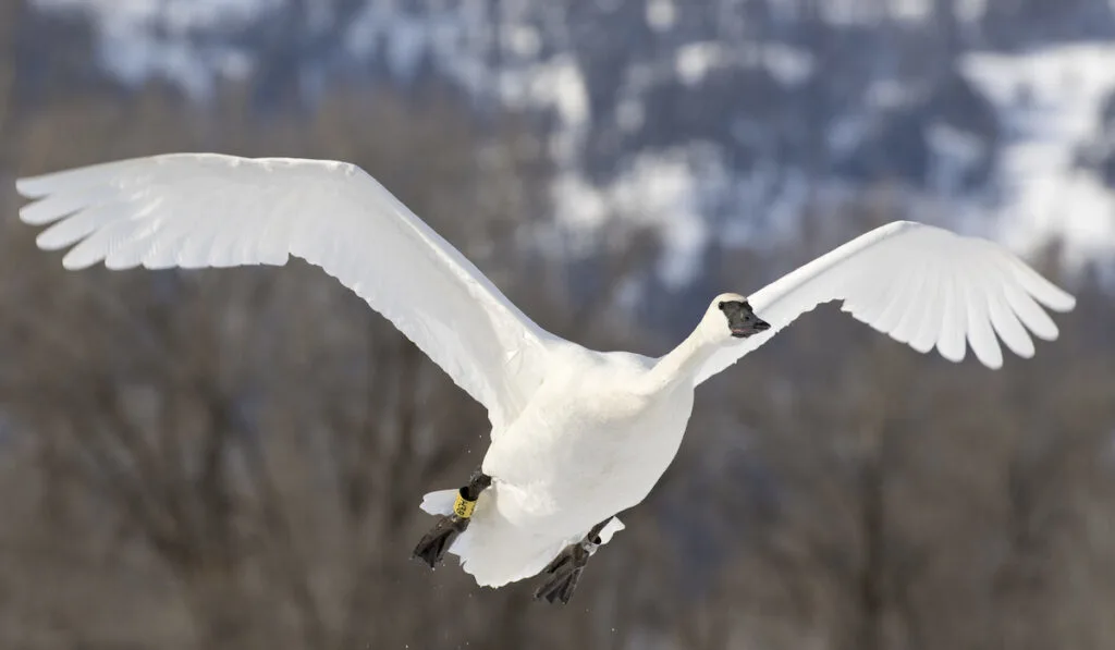 trumpeter swan