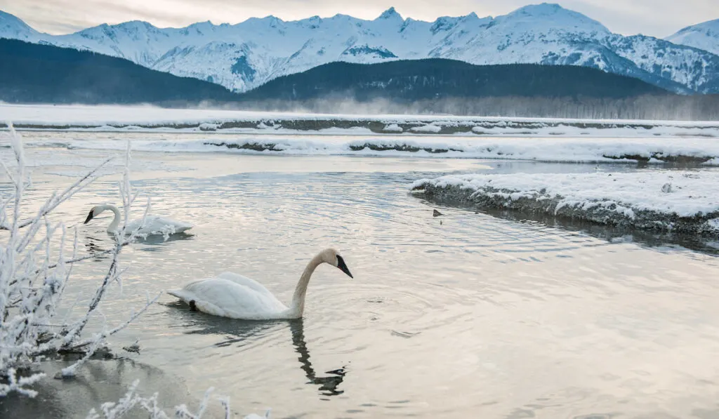 tundra swan