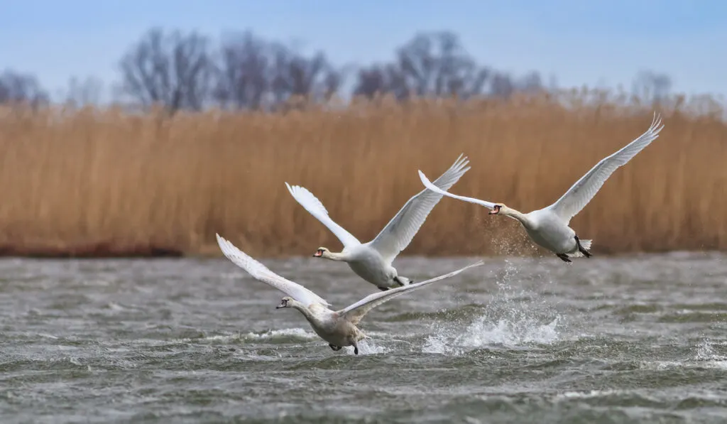 white swans