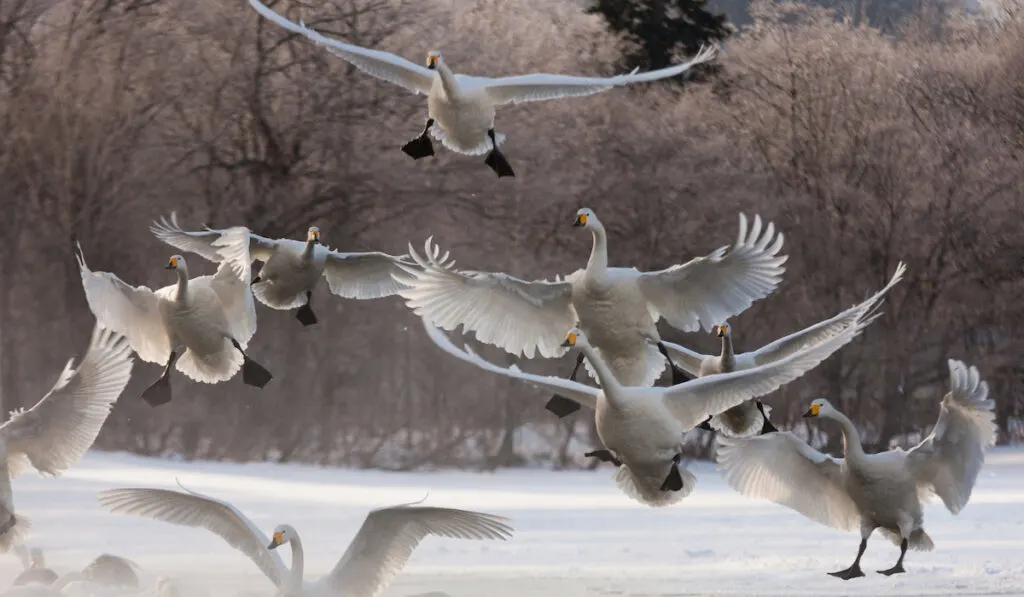 whooper swan