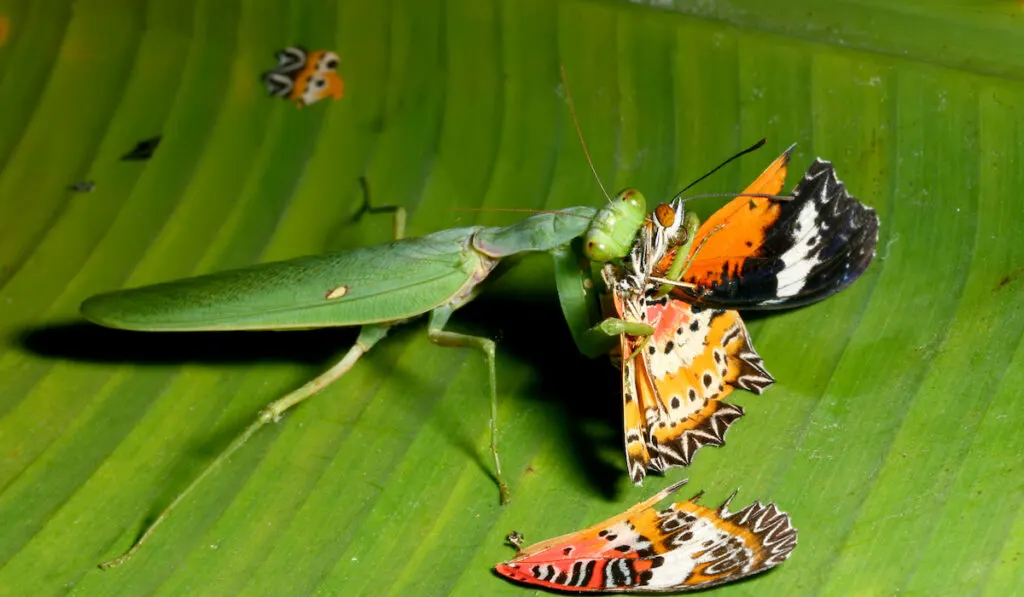 praying mantis eating a butterfly