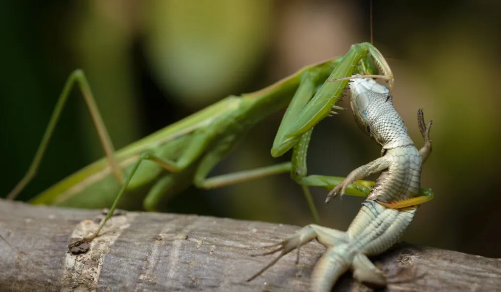 praying mantis eating a lizard