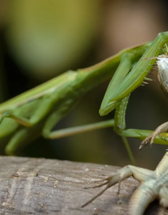 praying mantis eating a lizard