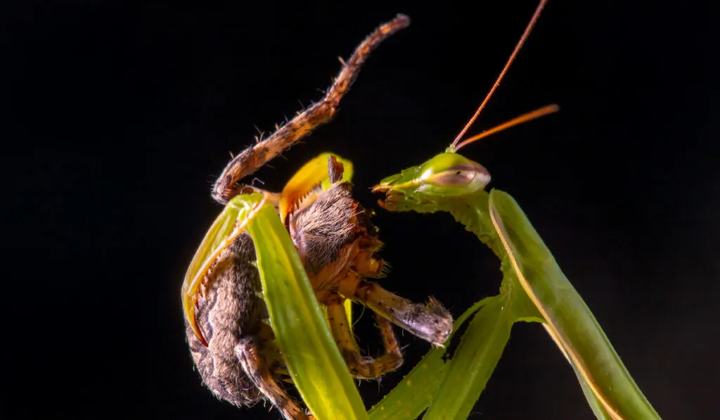 praying mantis eating a spider