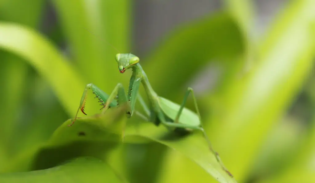 praying mantis