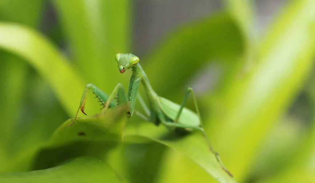 praying mantis