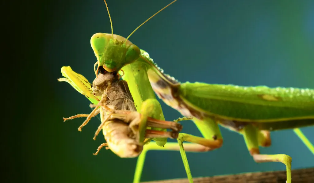 praying mantis feeding