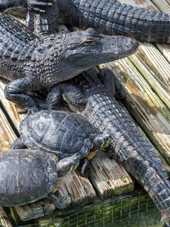alligators and turtles