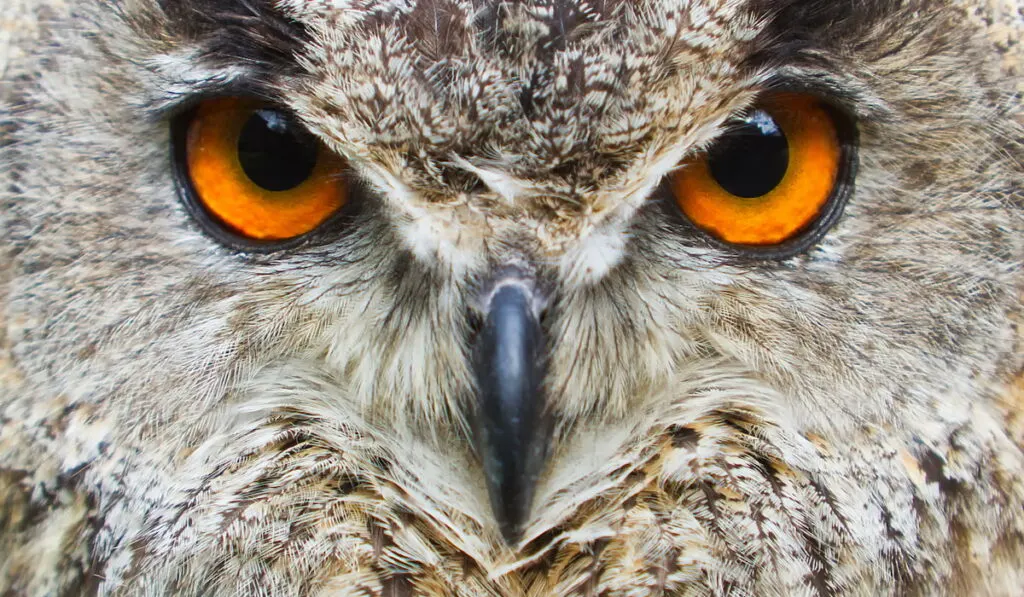 closeup of an owl