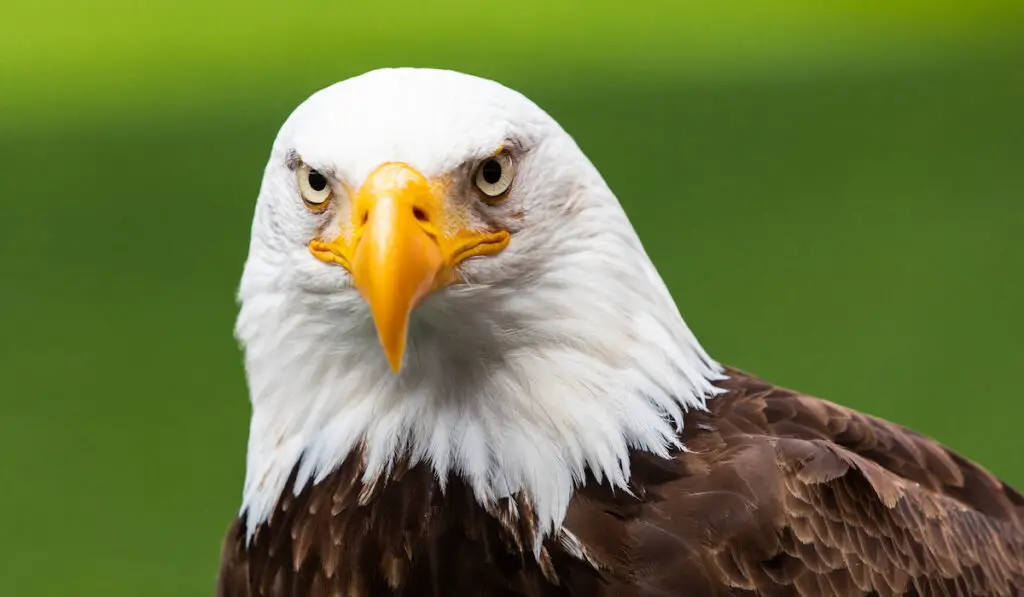 eagle closeup