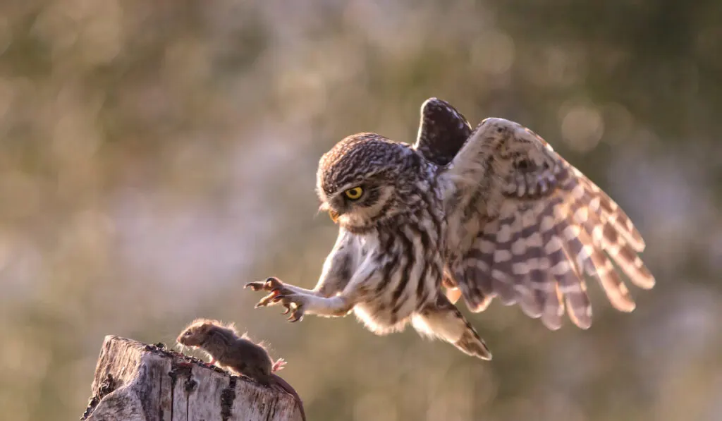 owl swooping to catch a mouse