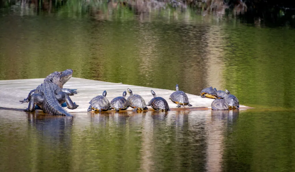 turtles and alligators on a floating wood flooring