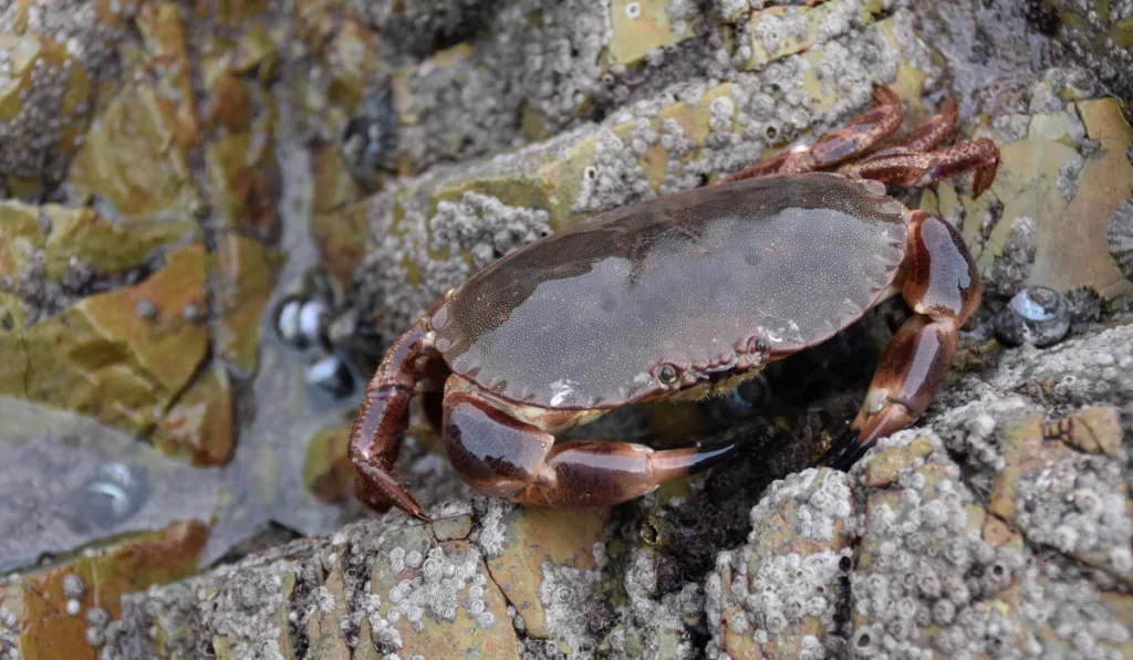 brown crab on the rocks