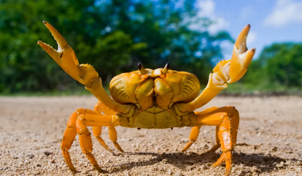 yellow crab posing happily