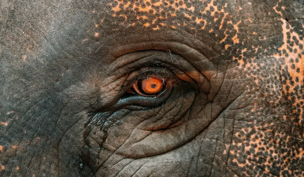 closeup of an elephant eye