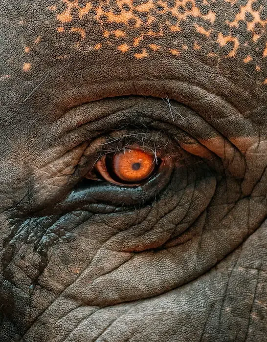 closeup of an elephant eye
