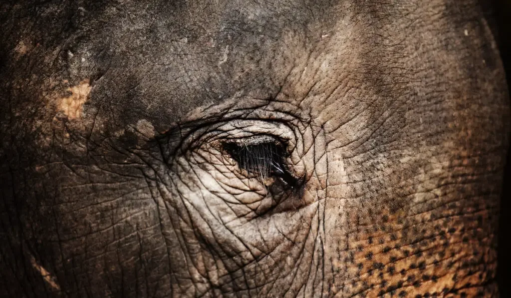 old eyes of an elephant