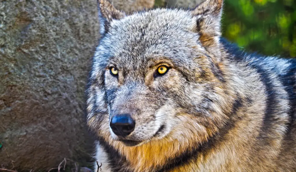 Wolf in the zoo