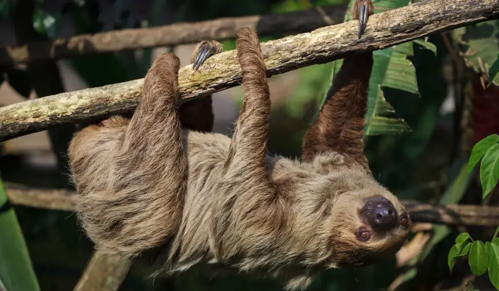 Linnaeus's two-toed sloth hanging in the forest 