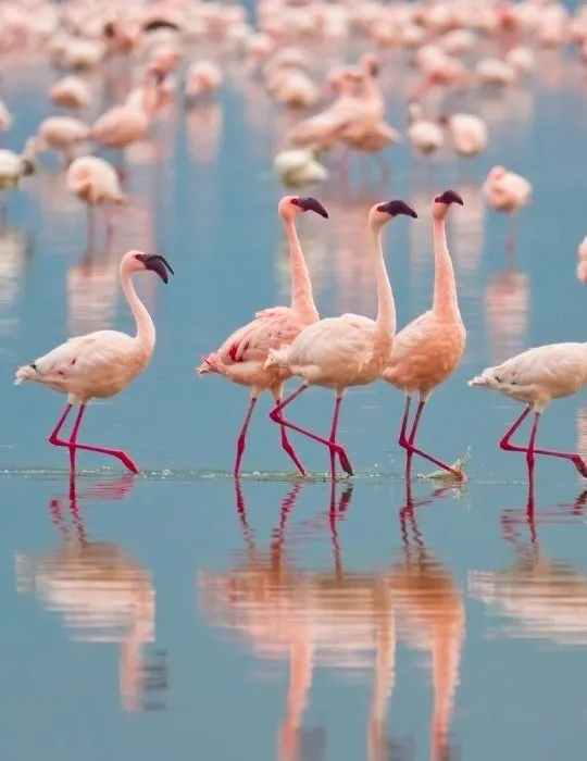 group of flamingos on the water