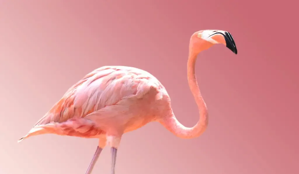 pink flamingo on a pink fade background