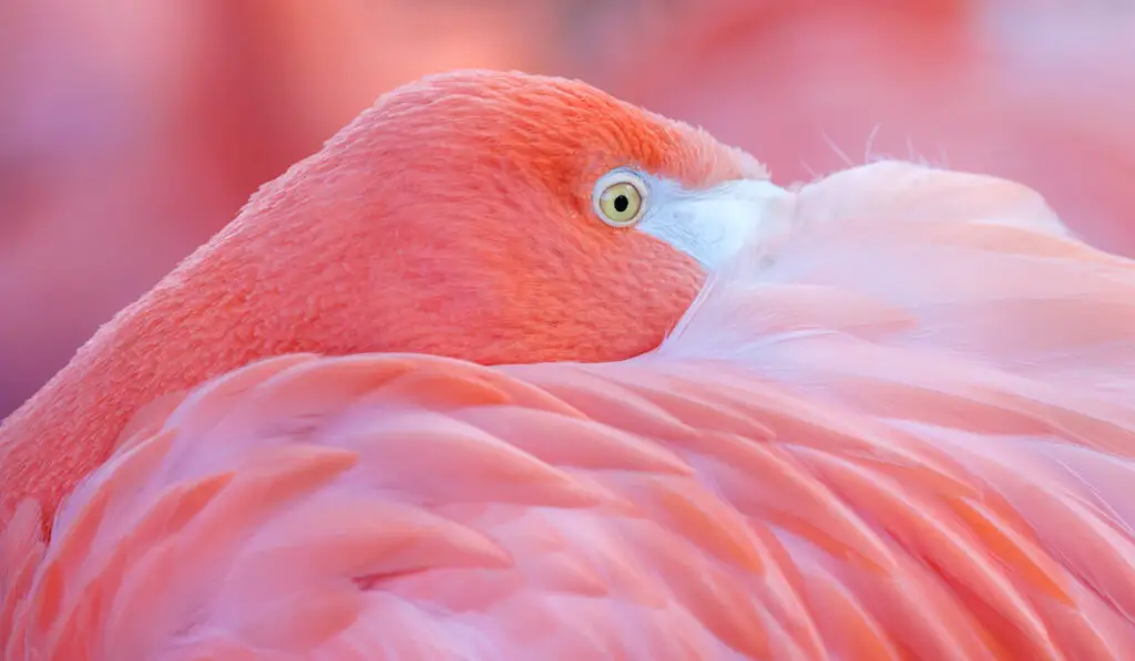 pink flamingo with head between feathers