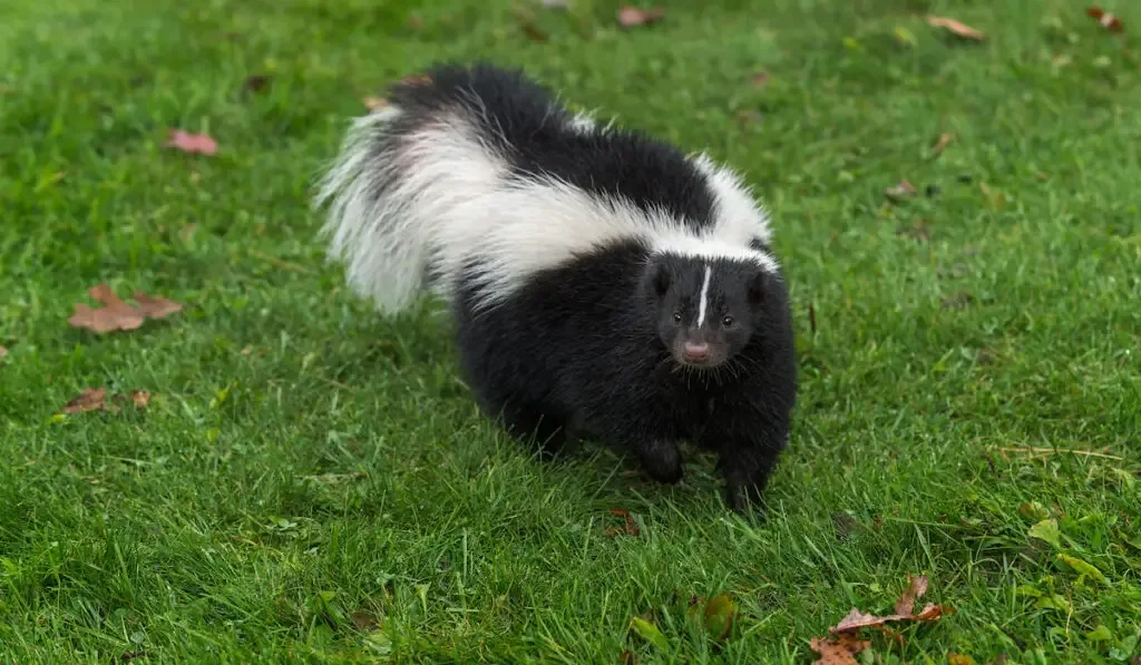 striped Skunk on the grass