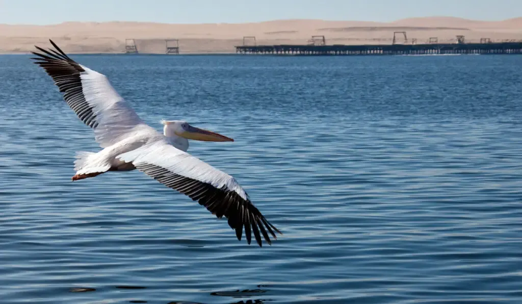 great white pelican flying close to the waters near a port