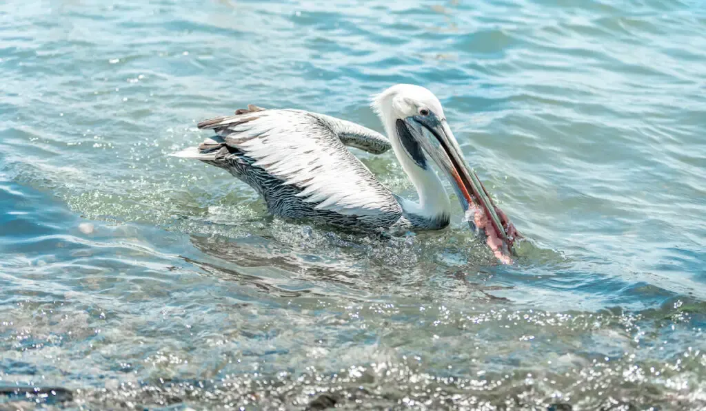 pelican eating a piece of fish on water