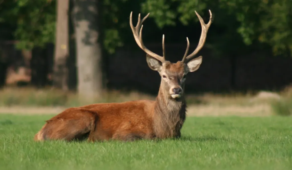 Deer-sitting